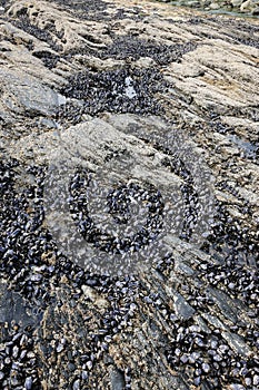 Mussels on seashore