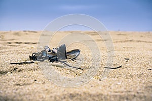 Mussels shells brought to shore by a storm