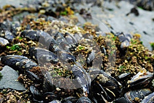 Mussels on shore