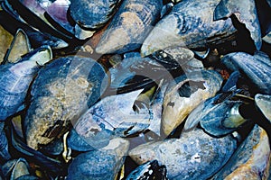 Mussels on Shoreline in Bar Harbor Maine