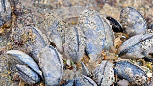 Mussels from St Malo
