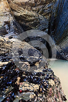 Mussels on stone.