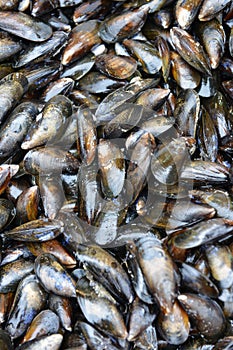 Mussels in the store