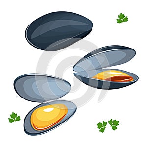 Mussels vector illustration on white background