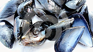 Mussels on a white background