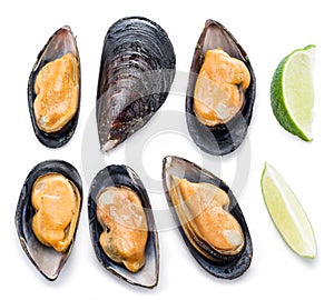 Mussels on a white background.