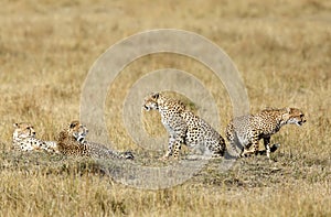 Mussiara along with cubs resting