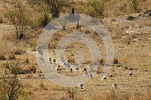 Mussiara chasing banded mongoose
