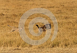 Mussiara cheeta chasing a juvenile wildebeest, Masai Mara photo