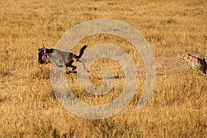 Mussiara cheeta chasing a  wildebeest, Masai Mara photo