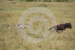 Mussiara cheeta chasing a wildebeest, Masai Mara