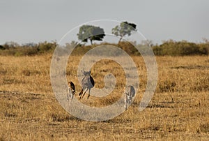 Mussiara cheeta and cub chasing wildebeest, Masai Mara photo