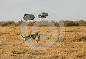 Mussiara cheeta and cub hunting wildebeest, Masai Mara