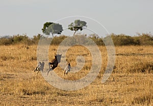 Mussiara cheeta and cub running after a wildebeest, Masai Mara photo