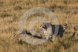 Mussiara cheeta and cubs hunting wildebeest, Masai Mara photo