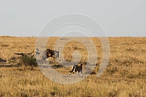 Mussiara cheeta and cubs hunting wildebeest, Masai Mara