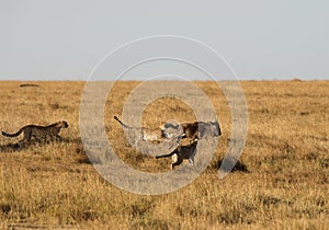 Mussiara cheeta and cubs hunting wildebeest, Masai Mara photo