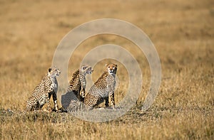 Mussiara cheeta cubs, Masai Mara photo