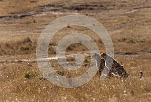 Mussiara cheeta cubs in Masai Mara grassland