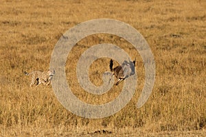 Mussiara cheeta hunting a juvenile wildebeest, Masai Mara photo