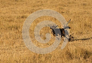 Mussiara cheeta  hunting wildebeest, Masai Mara photo
