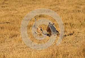 Mussiara cheeta and wildebeest hunt,  Masai Mara photo