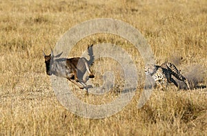 Mussiara Cheetah chasing a wildebeest photo