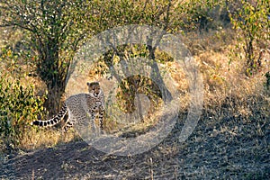 Mussiara Cheetah cub looking to the warthogs hiding in a burrow, Masai Mara
