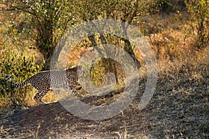 Mussiara Cheetah cub running away when charge by warthog hiding inside burrow, Masai Mara photo