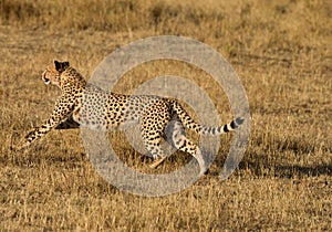 Mussiara Cheetah running after wildebeest at Masai Mara Grassland