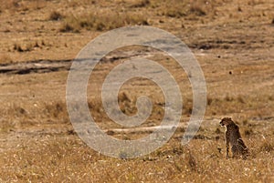 Mussiara in in Savannah,  Masai Mara photo