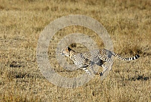 Mussiara sprinting to hunt