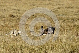 Mussiara sprinting to hunt a wildebeest