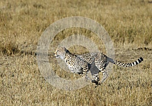 Mussiara sprinting to hunt a wildebeest