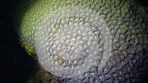 Mussidae brain coral on a coral reef in the Red Sea