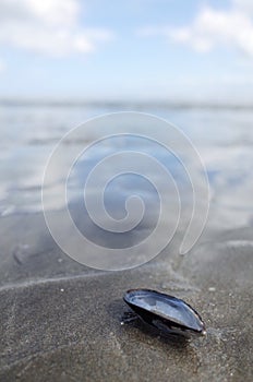 Mussle shell with on beach