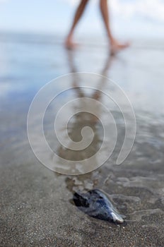 Mussle shell with reflection