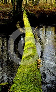 Green path to future. We must find soft natur way to reach sustainable and ecological solutions. A tree that has fallen over the r photo