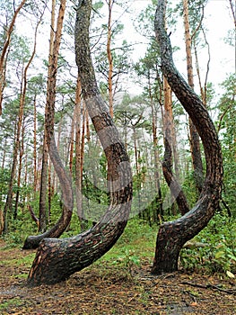 Must see - Crooked Forest near Gryfino, Poland photo