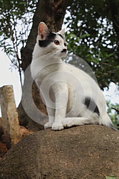 mustache cat on a rock