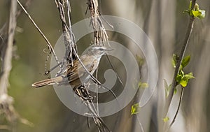 Mustached Warbler (Acrocephalus melanopogon