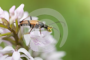 A mustachioed beetle