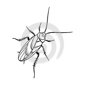 A mustachioed cockroach. Arthropod insect, cockroach single icon in outline style vector symbol stock isometric