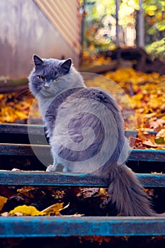 Mustachioed gray cat, sitting on the stairs in a fishing village.