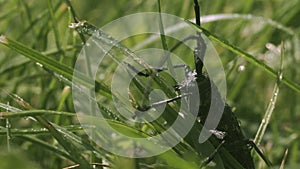 Mustachioed locusts in the grass. Creative. A large insect of a green shade sits in the green grass clinging to it with