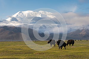 Mustagh Ata Mountain at Karakul Lake in Pamir Mountains, Akto County, Kizilsu Kirghiz Autonomous Prefecture, Xinjiang, China.