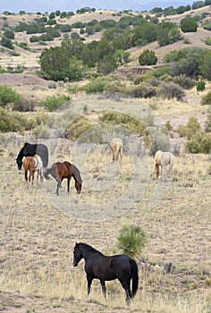 A Mustang Herd, Known as Wild or Feral Horses