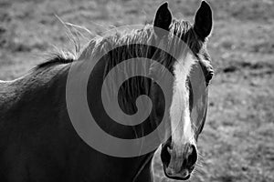 Mustang horse portrait