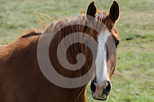 Mustang horse portrait