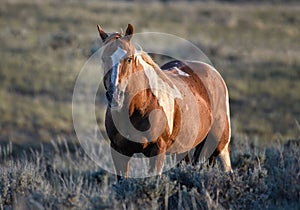 Mustang horse standing on grass farm in McCullough Peaks Area in Cody, Wyoming